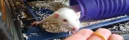 Rat rodents for sale: 3 Male rats plus cage, food and bedding etc in Cheltenham - Advert 9