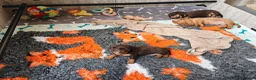 Miniature Dachshund dogs for sale: Exceptional Miniature Dachshunds Babies in Littleborough - Advert 9