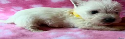 West Highland Terrier dogs for sale: 6 KC Registered West Highland Terrier Puppies  - Advert 6