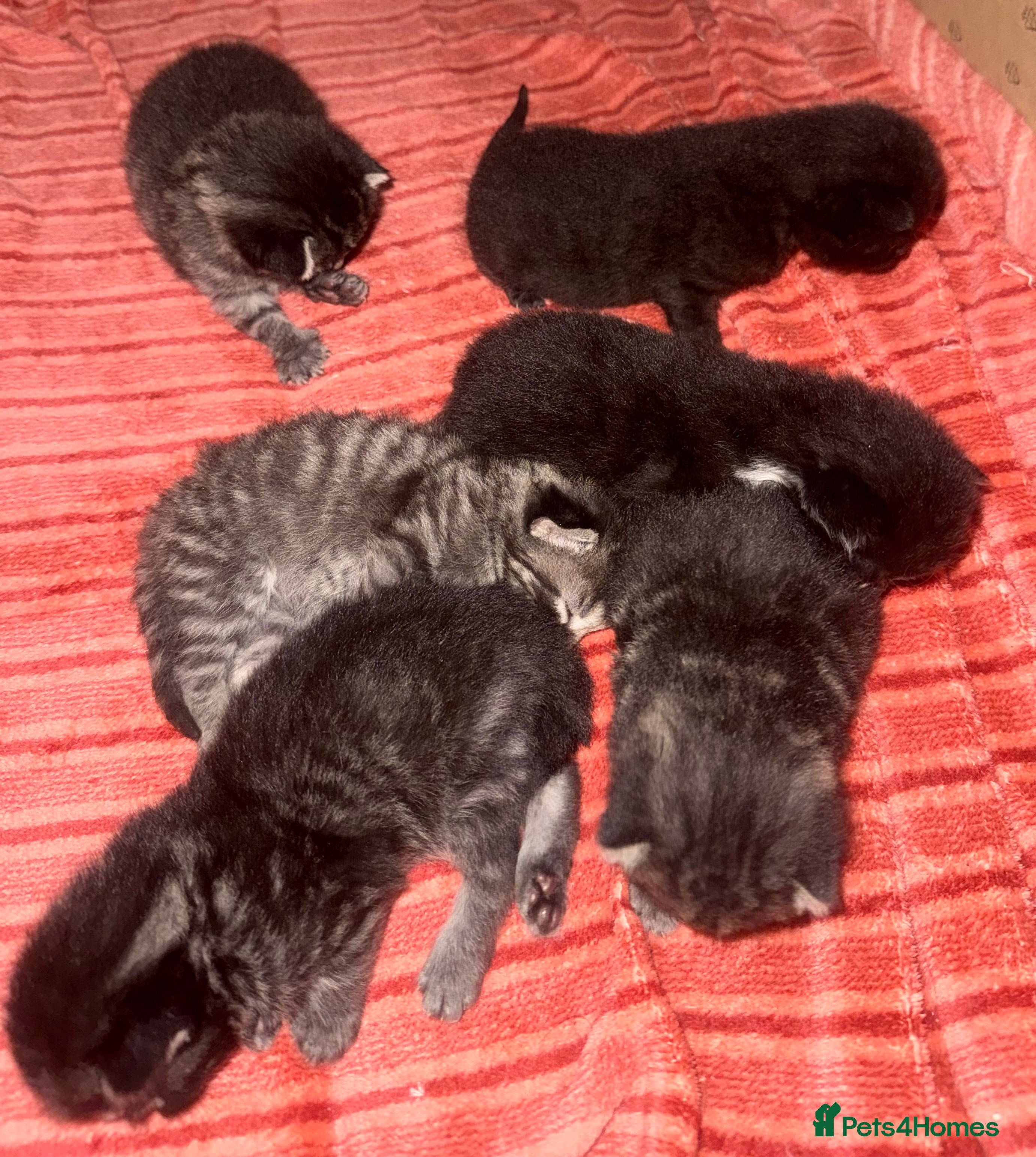 Mixed Breed cats Beautiful mixed kittens. Ready from 09/04/26 - Advert 2