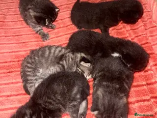 Mixed Breed cats Beautiful mixed kittens. Ready from 09/04/26 - Advert 2