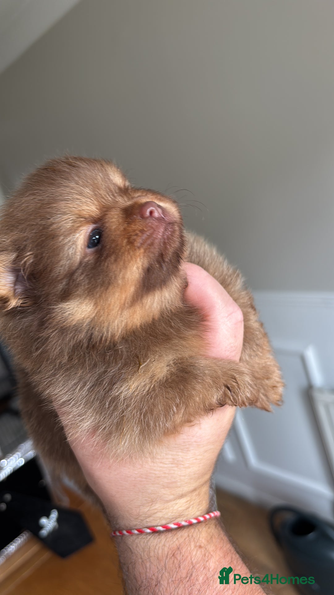 Pomeranian dogs for sale: Exotic color, mini Pomeranians  - Image 21