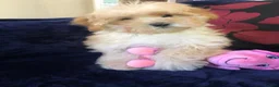 Maltipoo dogs for sale: Maltipoo puppies for sale  - Advert 14