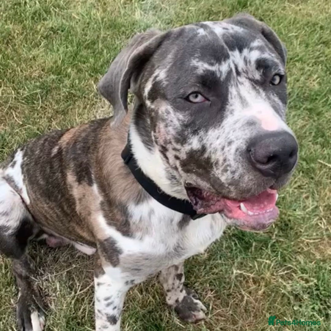 Mixed Breed dogs for adoption: Blue (Cane Corso mix) - Image 2