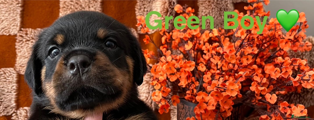 Rottweiler dogs for sale: The best of the best Rottweilers  - Image 10