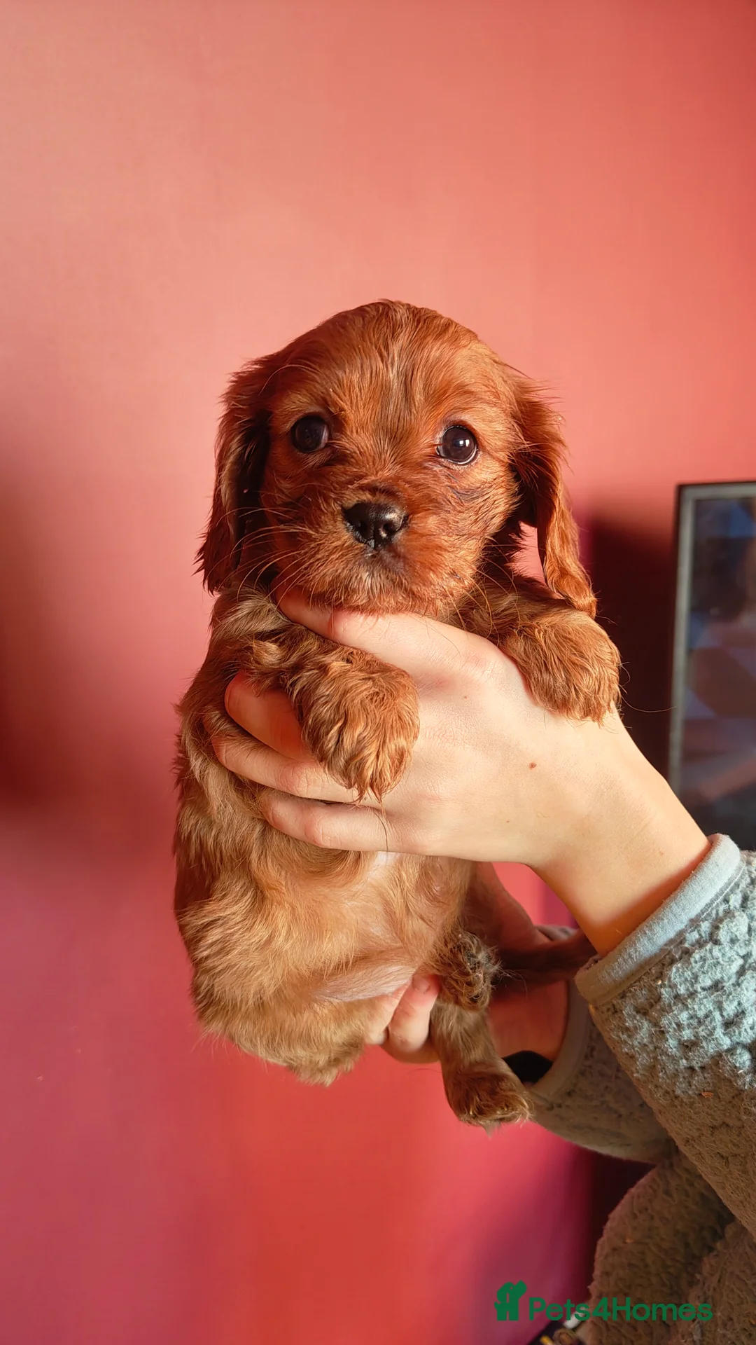 Cavalier King Charles Spaniel dogs for sale: Ready to Leave DNA Clear Cavaliers - Advert 13