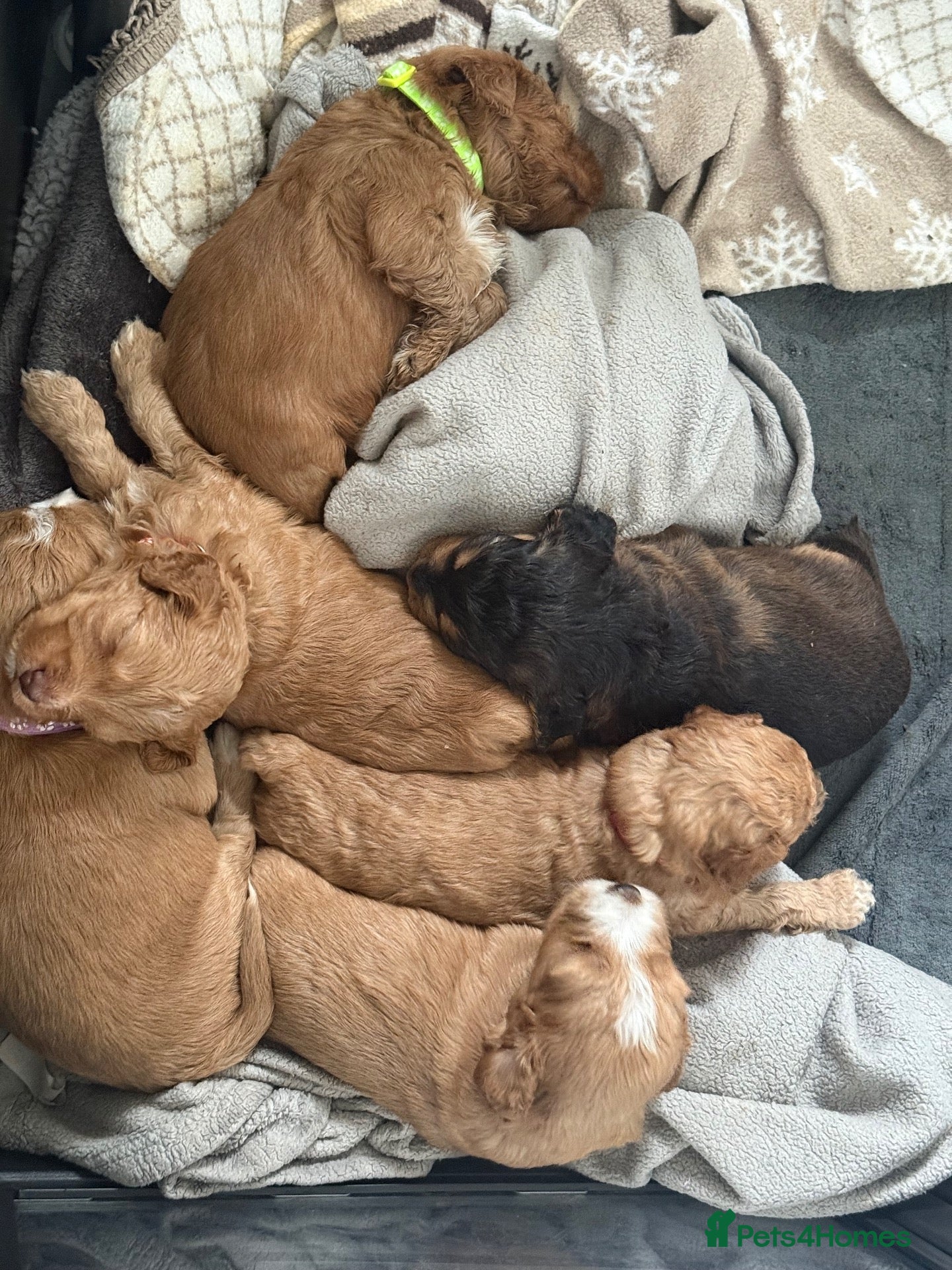 Cockapoo dogs 6 Gorgeous Cockapoo Puppies Seeking Loving Homes - Advert 2