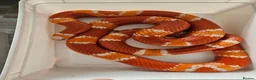 Milk Snake reptiles for sale: Honduran milk snake in Nottingham - Advert 4