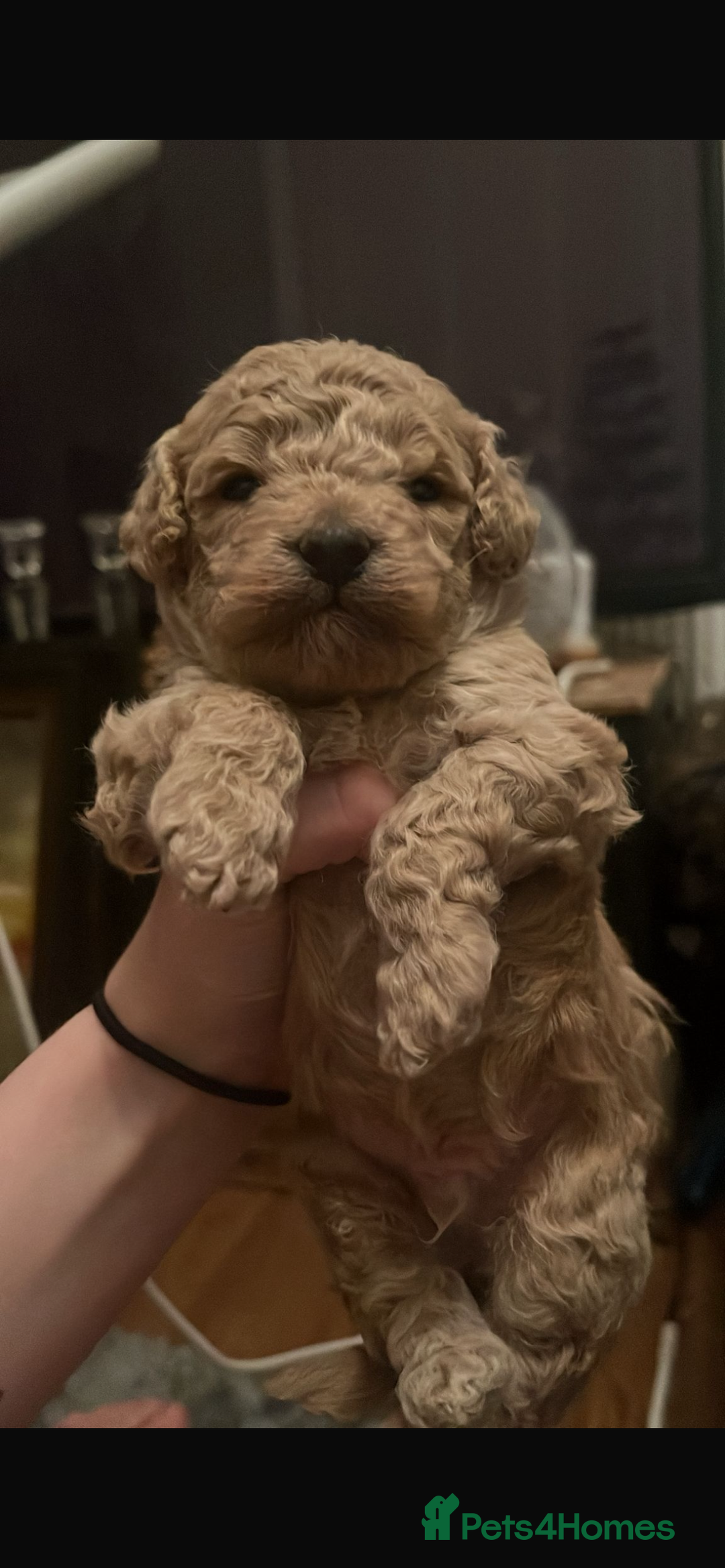 Cockapoo dogs for sale: Toy cockerpoo pups  - Image 6