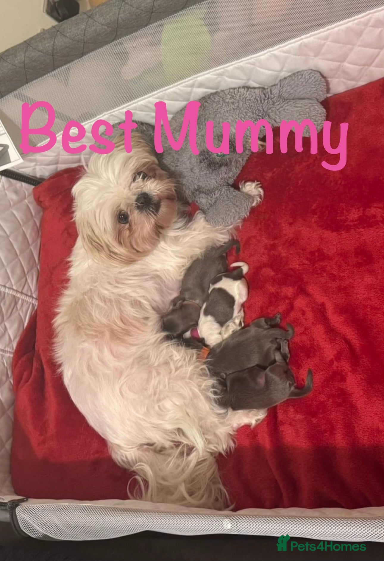 Shih Tzu dogs Beautiful tiny imperial Shih Tzu puppies in Maidstone - Advert 1