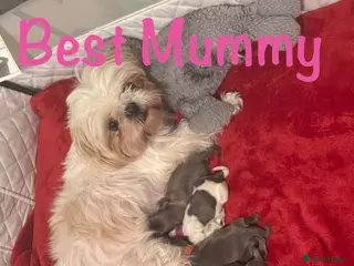Shih Tzu dogs Beautiful tiny imperial Shih Tzu puppies in Maidstone - Advert 6