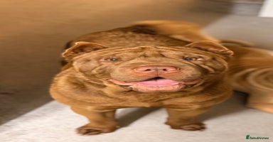 Mixed Breed dogs Gawjuss Bullpei Puppies 🐶 - Advert 6