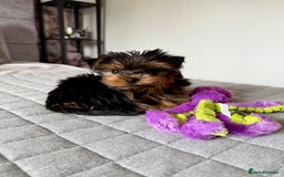 Yorkshire Terrier dogs for sale: Yorkshire terrier pups - Image 11