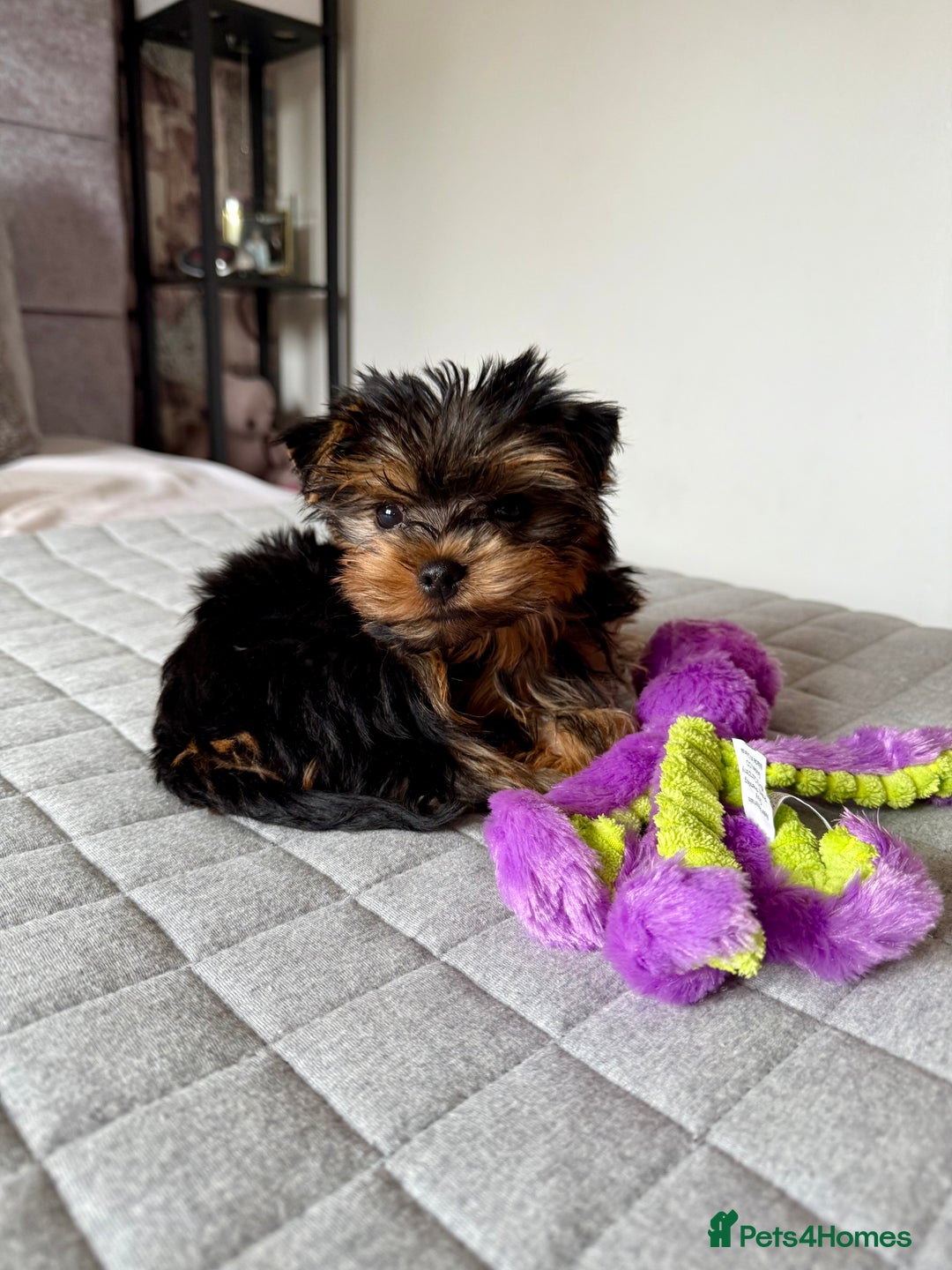 Yorkshire Terrier dogs for sale: Yorkshire terrier pups - Image 11