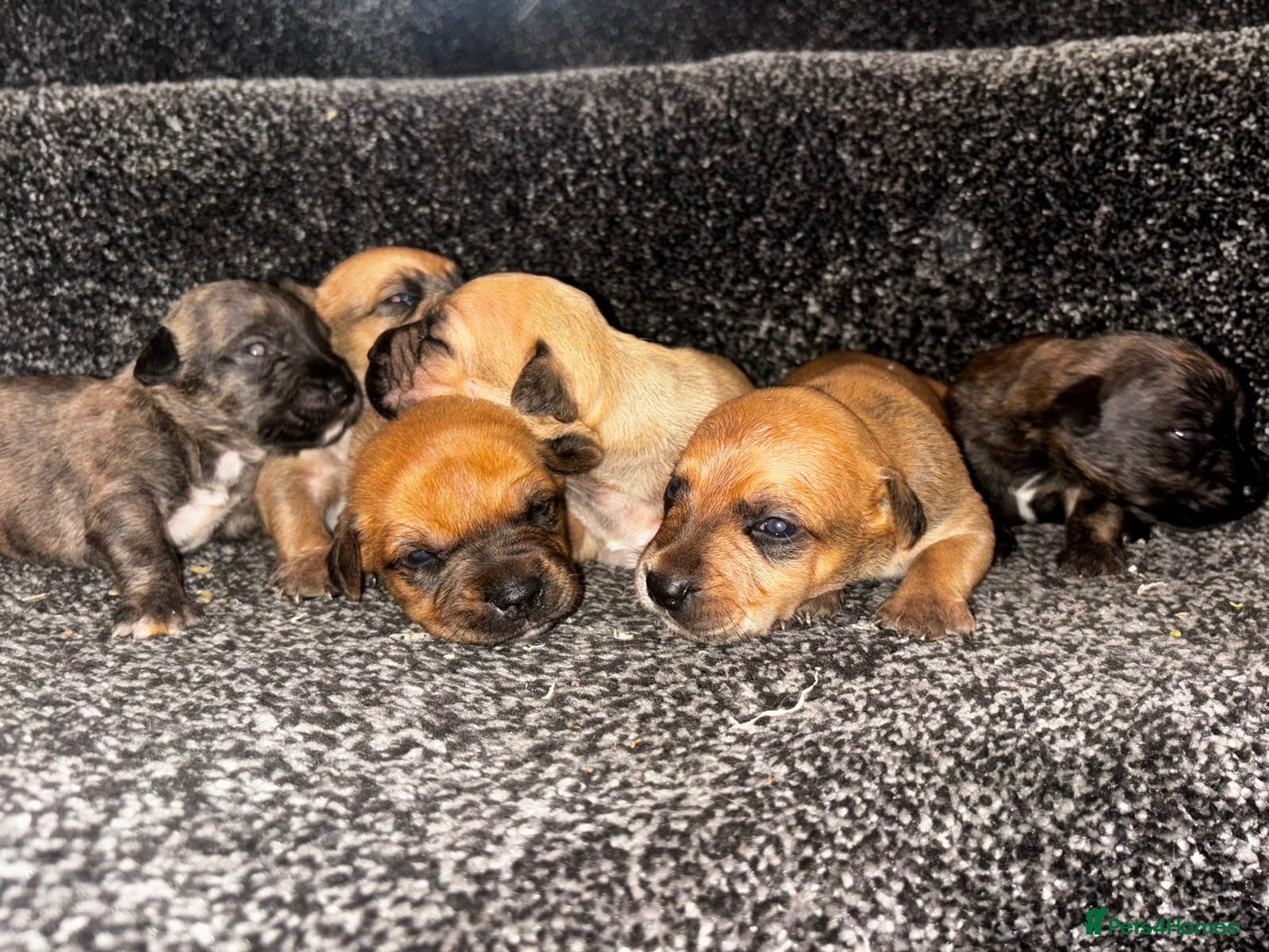 Mixed Breed dogs Bull Wheaten - Advert 14