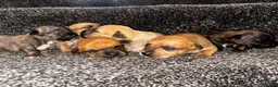 Mixed Breed dogs for sale: Bull Wheaten in London - Advert 1