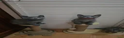 Russian Blue cats for sale: READY! TICA pedigree RUSSIAN BLUE stunning kittens - Advert 17