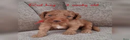Australian Labradoodle dogs for sale: DNA health tested mini Australian labradoodles  - Advert 2