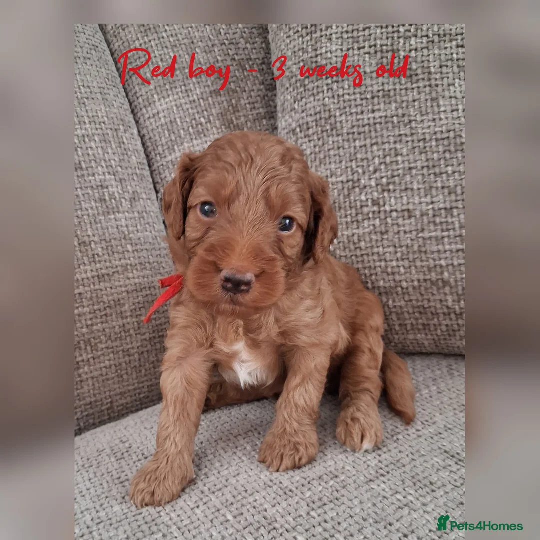 Australian Labradoodle dogs for sale: DNA health tested mini Australian labradoodles  - Advert 2