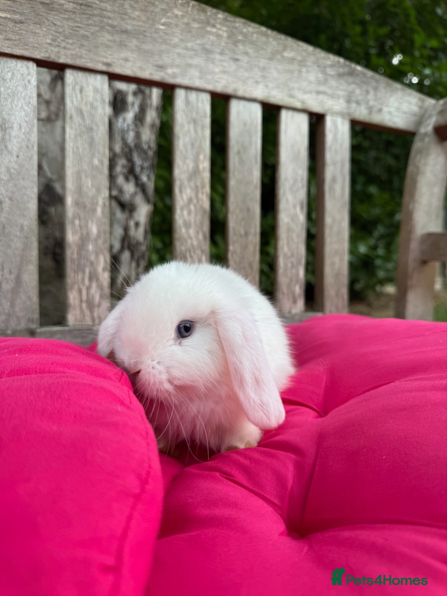 Mini Lop rabbits Two super friendly gorgeous mini lops - Advert 2
