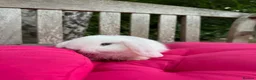 Mini Lop rabbits for sale: Two super friendly gorgeous mini lops - Advert 2