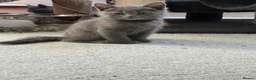 Russian Blue cats for sale: Beautiful Russian Blue Kittens - Advert 28