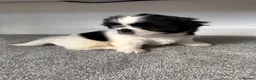 Shih Tzu dogs for sale: Shih Tzu puppies ready for there forever Home in Godalming - Advert 8