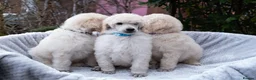 Standard Poodle dogs for sale: Seven Wonders of Standard Poodle Puppies - Advert 19