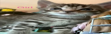 Tabby girl 