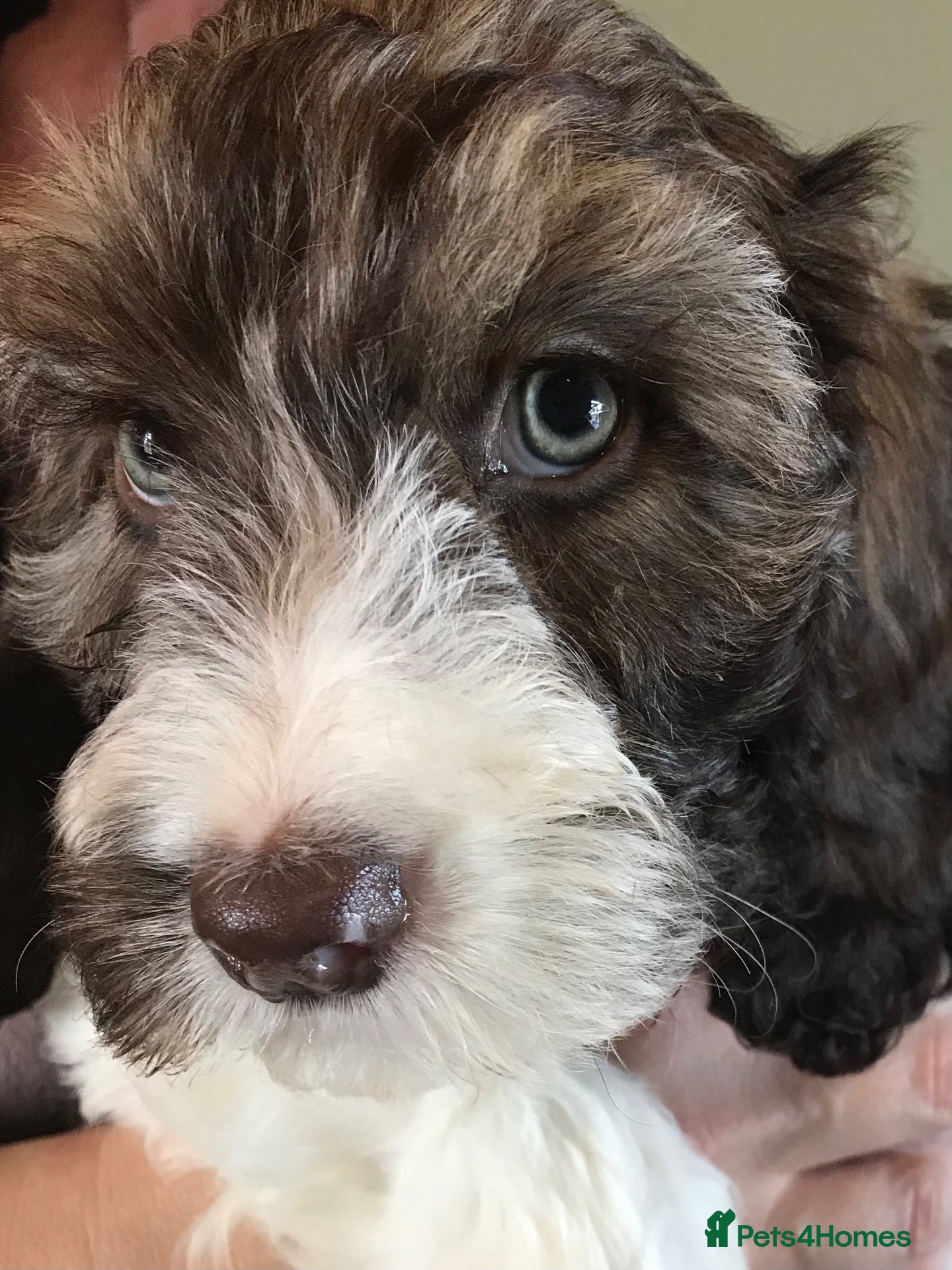 Mixed Breed dogs Rare Parti Colour CockalierPoos 5* breeder of 25yr - Advert 2