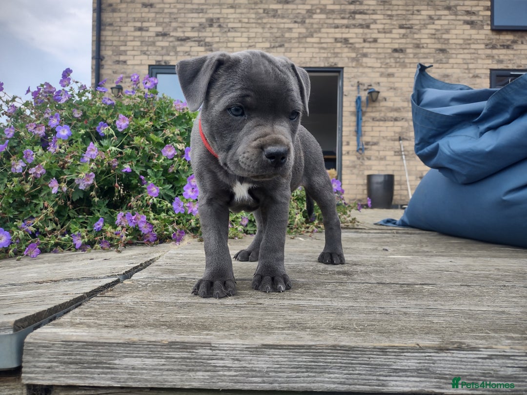Staffordshire Bull Terrier dogs for sale: Chunky Staffy pups 💕 2 girls left, Ready to leave - Image 35