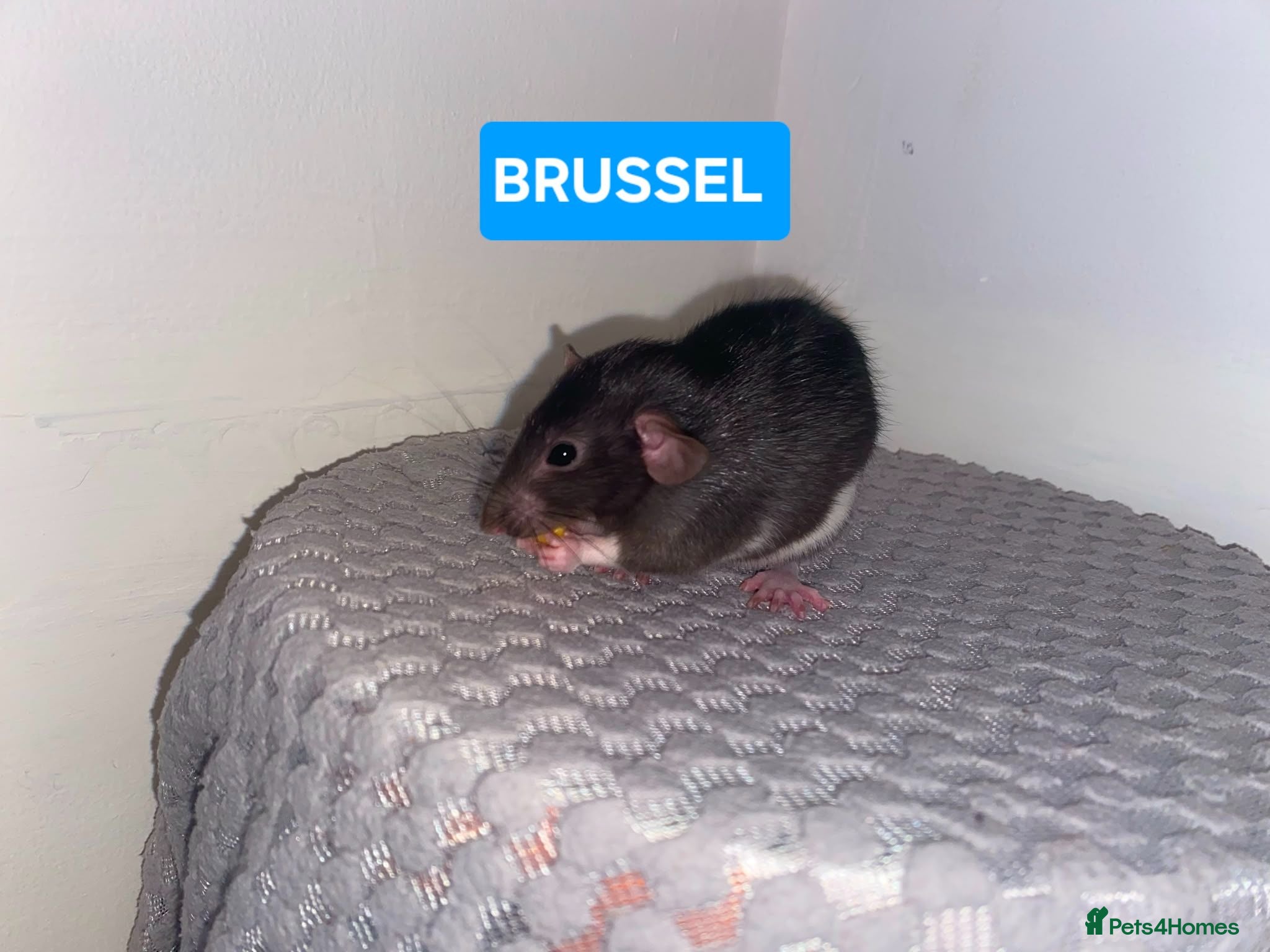 Rat rodents Beautiful babies ratties 🥰🥰🥰 - Advert 2