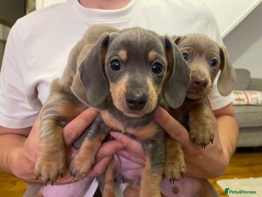 Miniature Dachshund dogs for sale: ❤️5 Mini Dachshunds ready for their new homes❤️ - Image 11