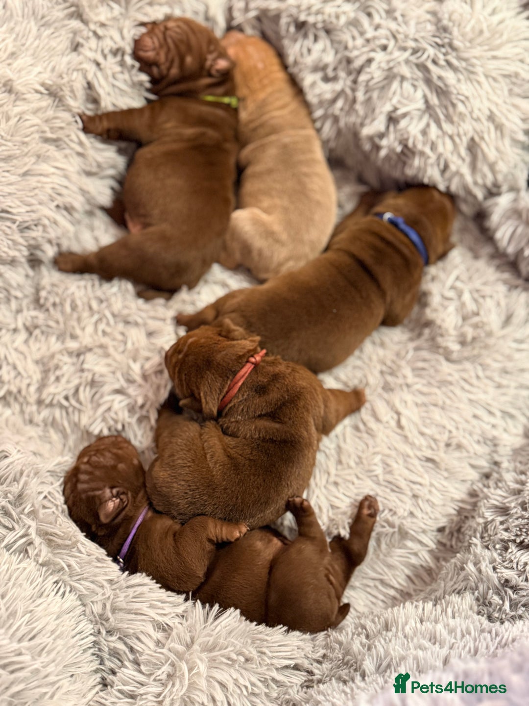 Mixed Breed dogs for sale: Gawjuss Bullpei Puppies 🐶 - Advert 4