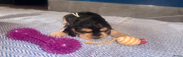 Cocker Spaniel dogs for sale: KC registered Black & Tan Sable Boy 🩵 - Advert 12