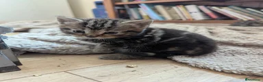 Tabby Girl Wide Stripes