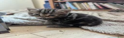 Mixed Breed cats for sale: Beautiful Kittens Ready for their new homes  - Advert 6