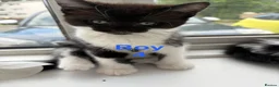 Mixed Breed cats for sale: Kittens looking for a lovely family  - Advert 9