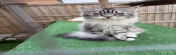 Maine Coon cats for sale: Stunning Maine coon kittens 4 available - Advert 40