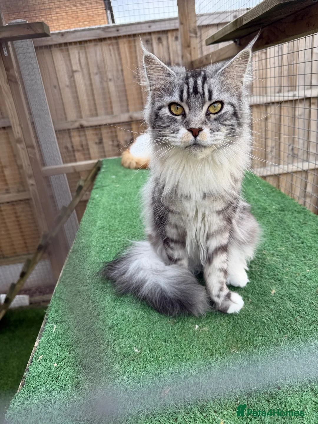 Maine Coon cats for sale: Stunning Maine coon kittens 4 available - Advert 40