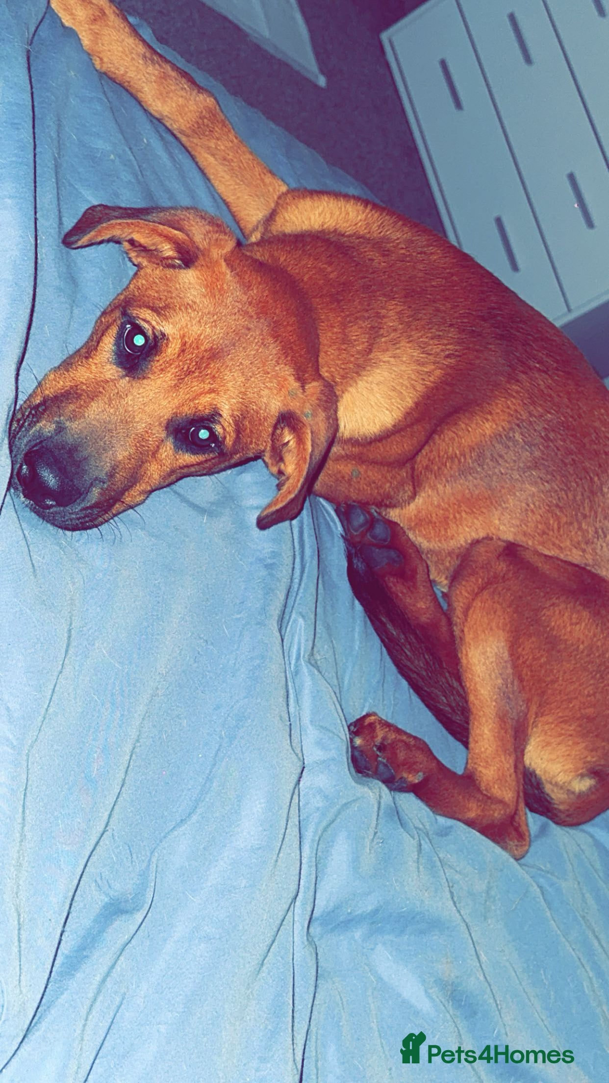 Mixed Breed dogs Lola Rottweiler cross beligan Mali  - Advert 11