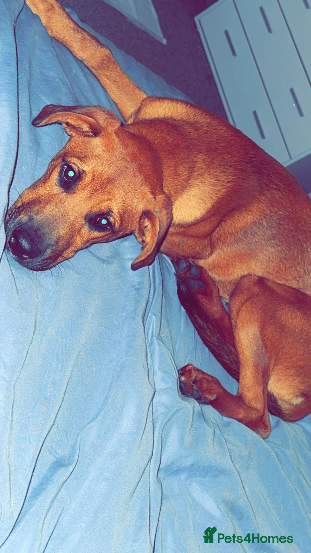 Mixed Breed dogs for sale: Lola Rottweiler cross beligan Mali  - Advert 1