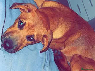 Mixed Breed dogs Lola Rottweiler cross beligan Mali - Advert 11