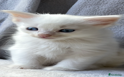Ragdoll cats for sale: Stunning Ragdoll kittens super affectionate  - Image 20