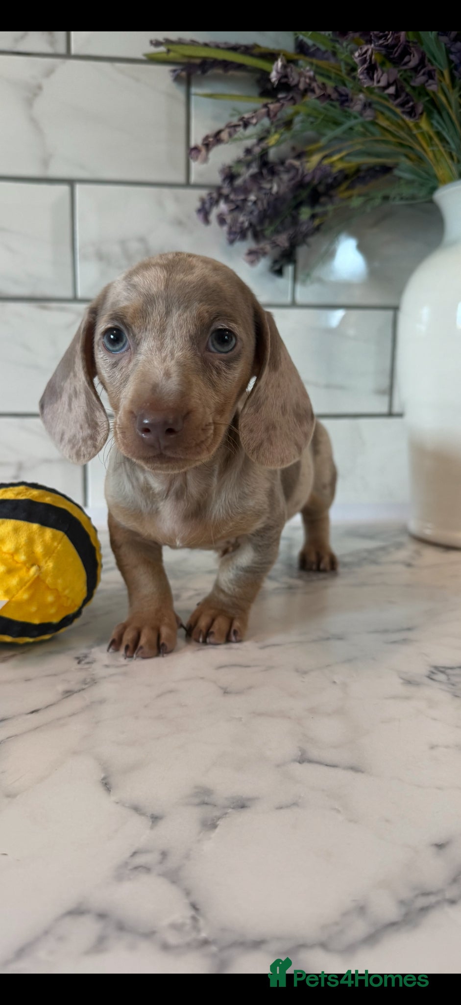 Miniature Dachshund dogs 🎀 ONE MALE READY NOW SHOW QUALITY 🎀 - Advert 1