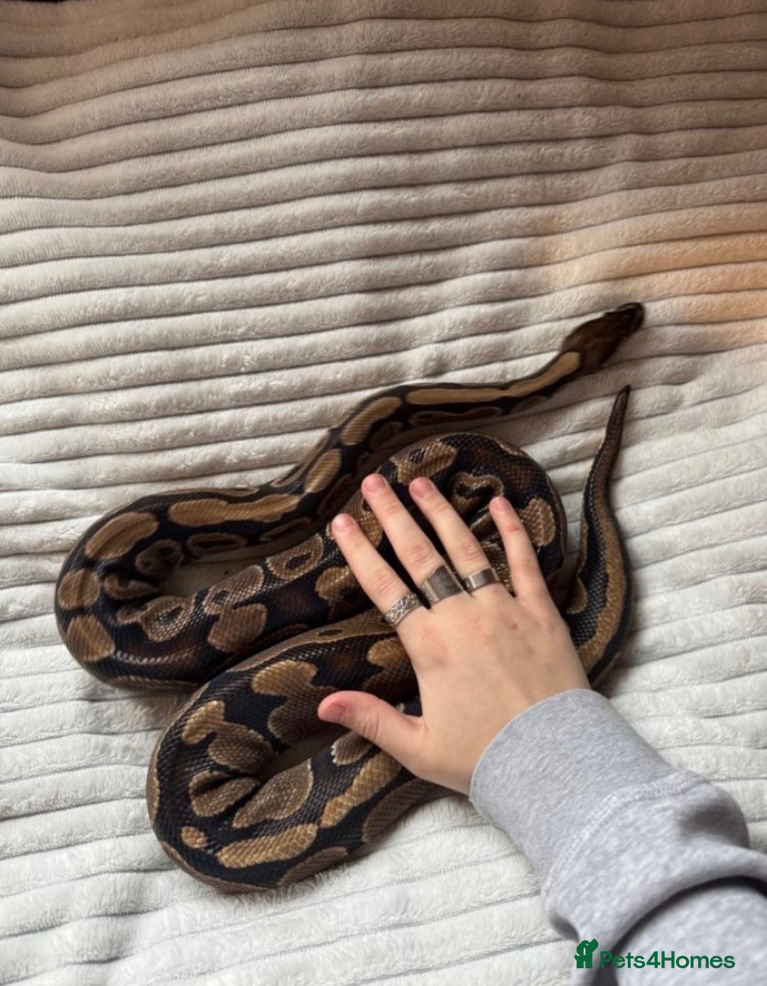 Python Snake reptiles for sale: X2 Royal Pythons for sale, with full set up - Advert 4
