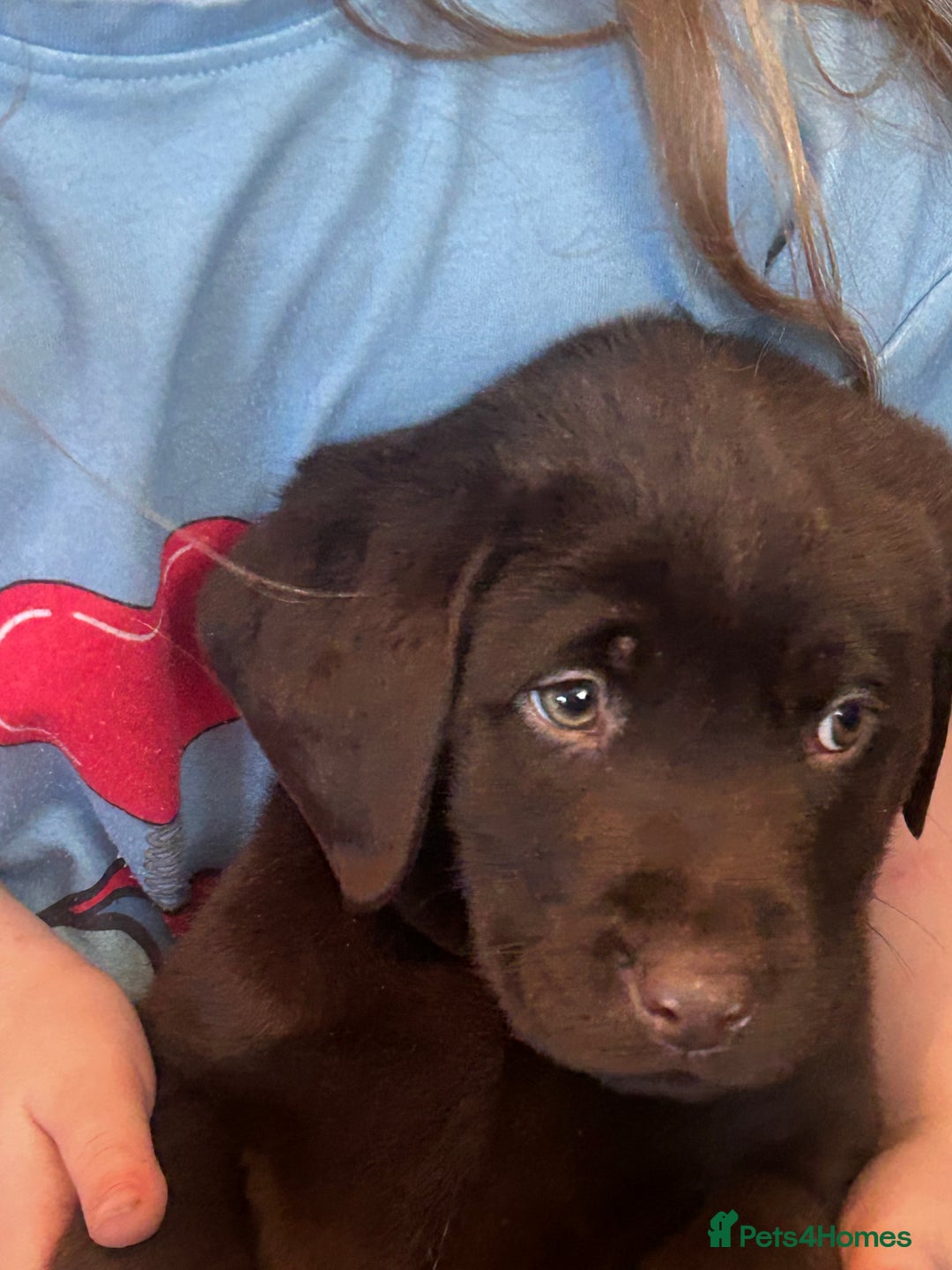 Labrador Retriever dogs for sale: Chunky chocolate Labrador puppies  - Advert 3