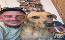 Labrador Retriever dogs for sale: My Boy Lenny - Labrador  - Image 21