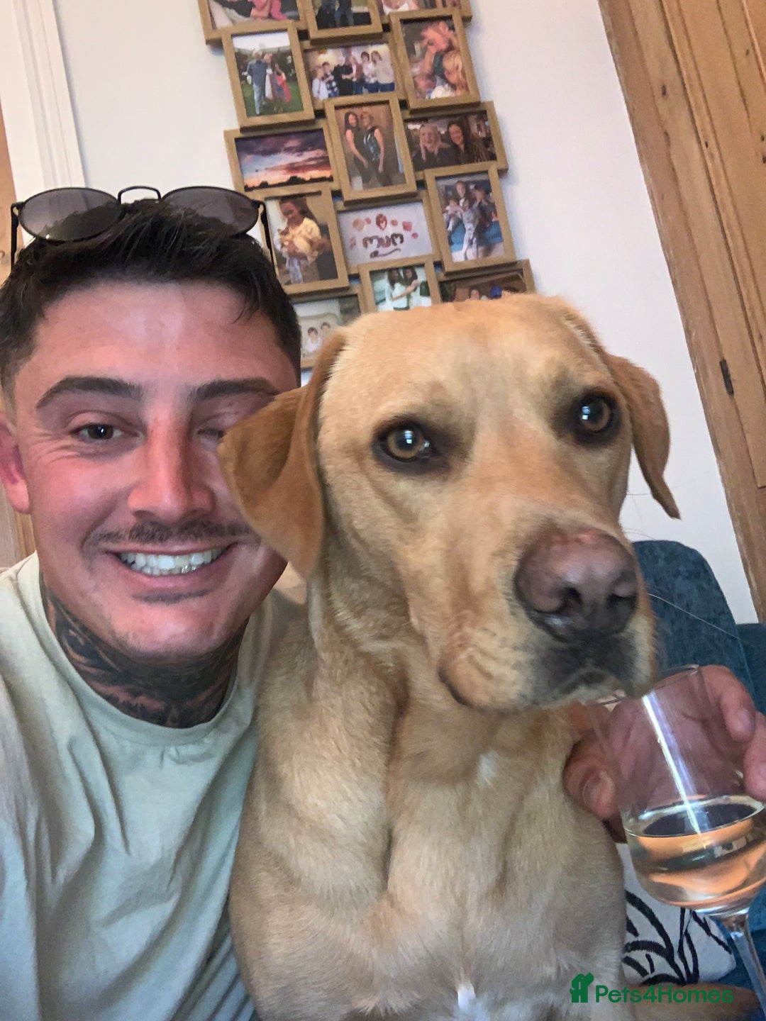 Labrador Retriever dogs for sale: My Boy Lenny - Labrador  - Image 21