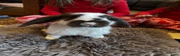 Mini Lop rabbits for sale: Mini Lop bunnies for sale  - Advert 1